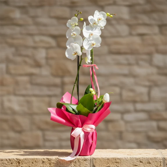 Çift Dallı Beyaz Orkide