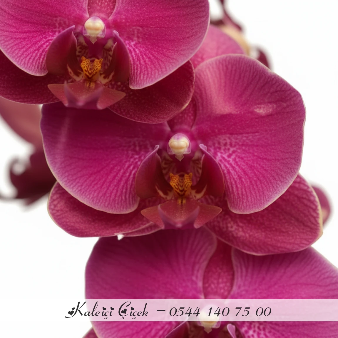 Fuşya Orkide