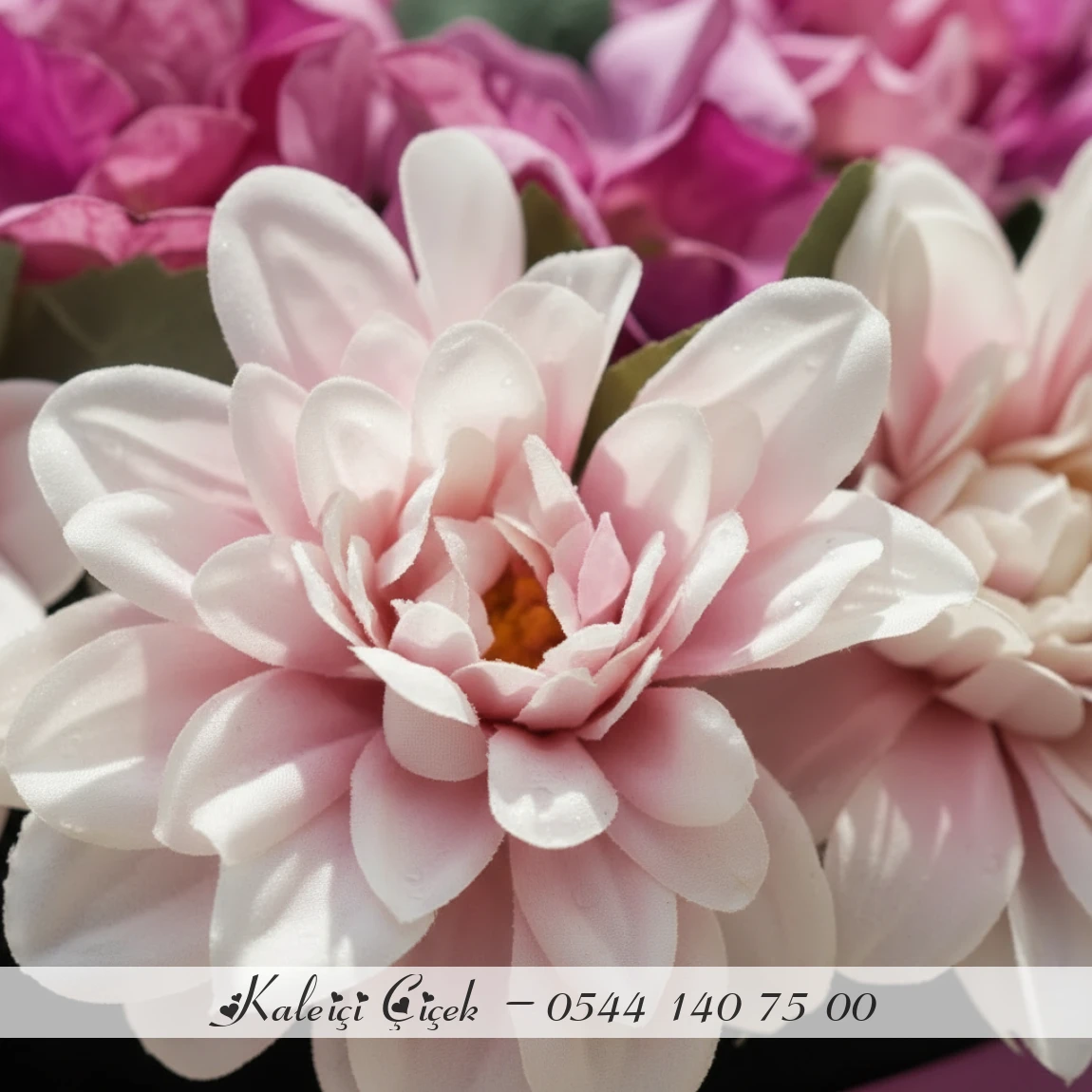 Kalpli Kutuda Ortancalar Yapay