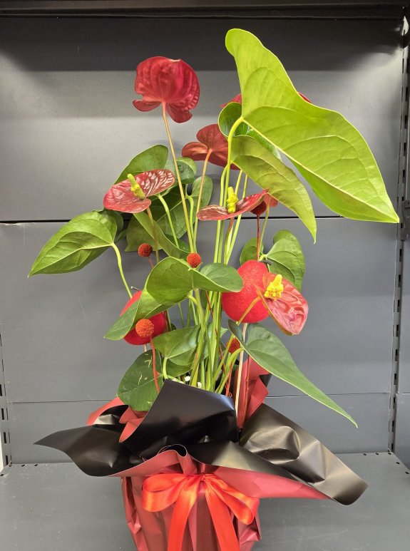 Kırmızı Antoryum Orta Boy İthal