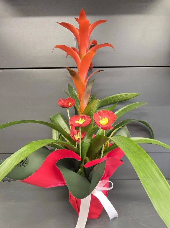 Kırmızı Guzmanya Büyük Boy İthal