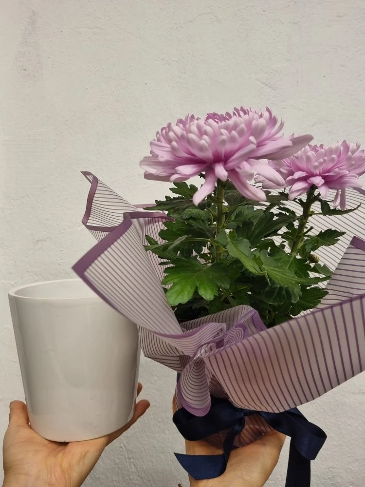 Lila İthal Krizantem Seramik Saksılı