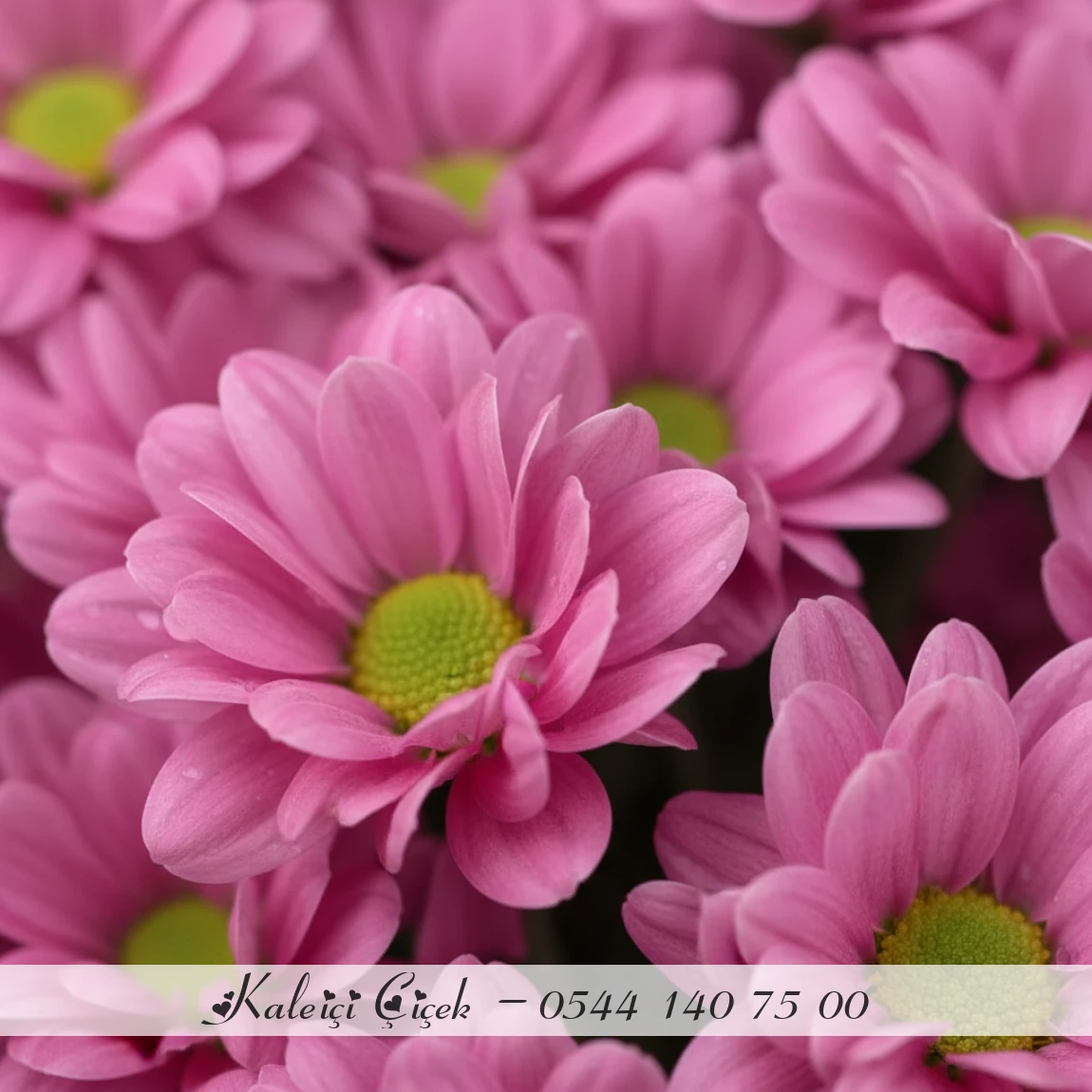 Lila Saf Neşe Buketi