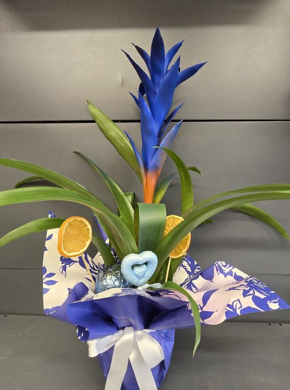 Mavi Guzmania Büyük Boy İthal