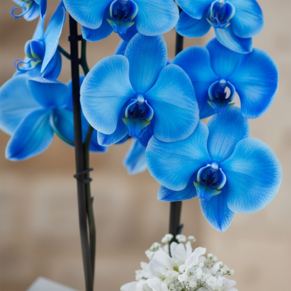 Mavi Orkide
