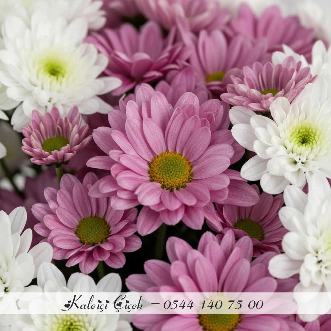 Mor & Beyaz Papatya Buketi