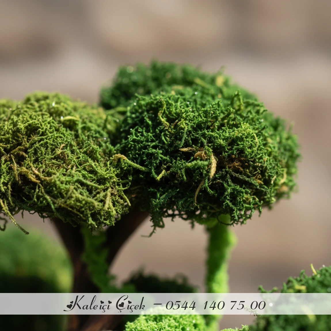 Mumyalanmış Bonzai̇