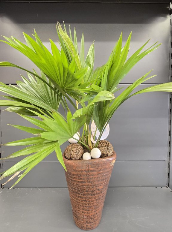 Özel Saksılı İthal Livistana