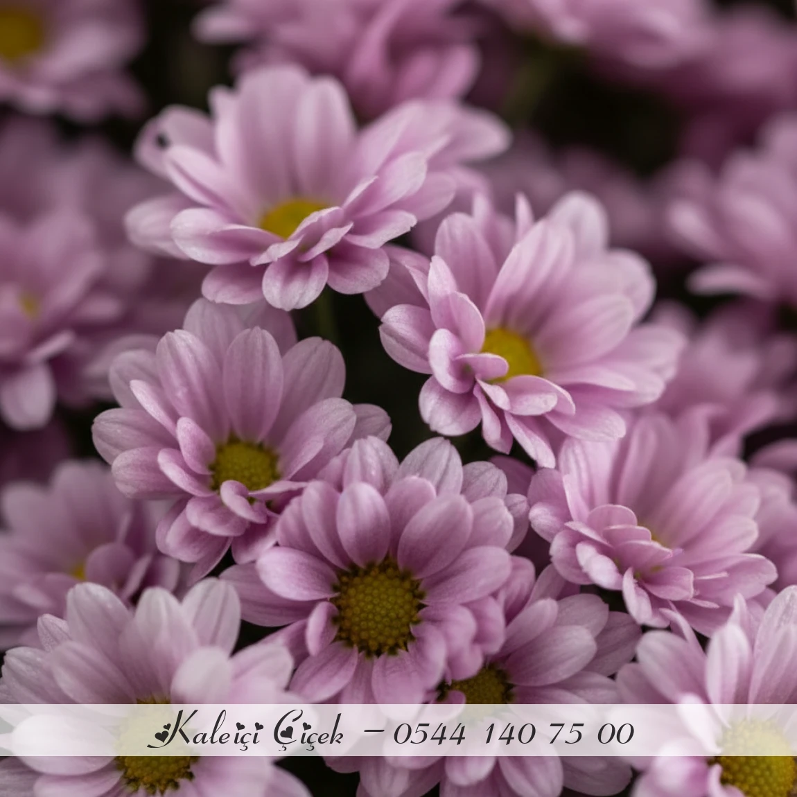 Pastel Krizantem Buketi