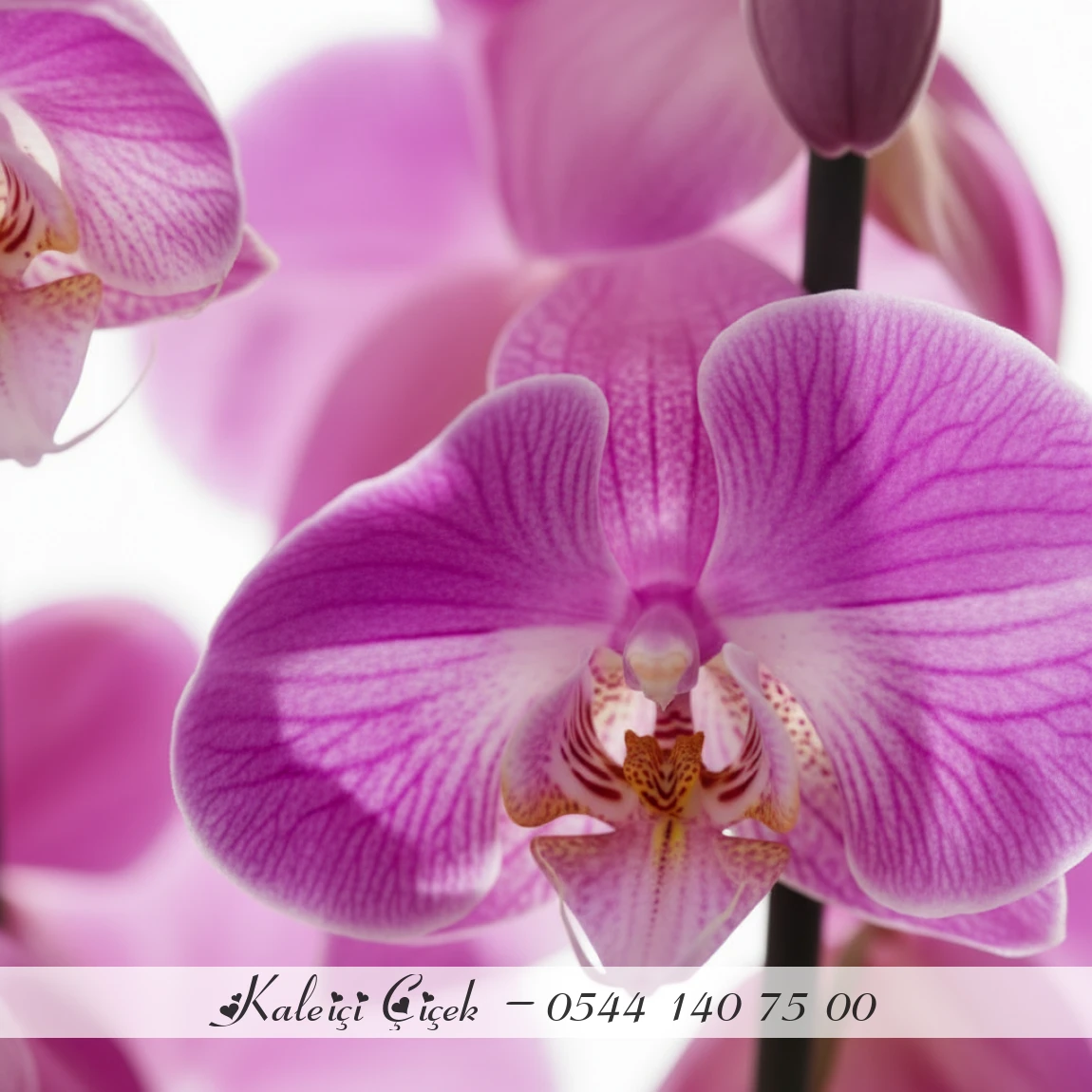 Pembe Benekli Orkide