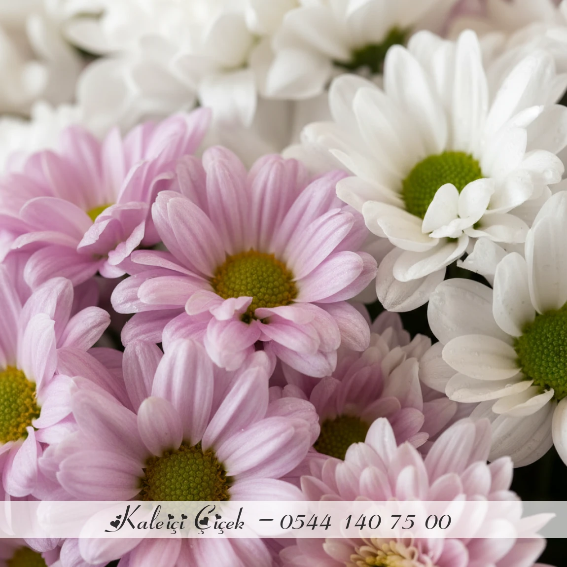 Pembe & Beyaz Papatyalarla Zarif Buket