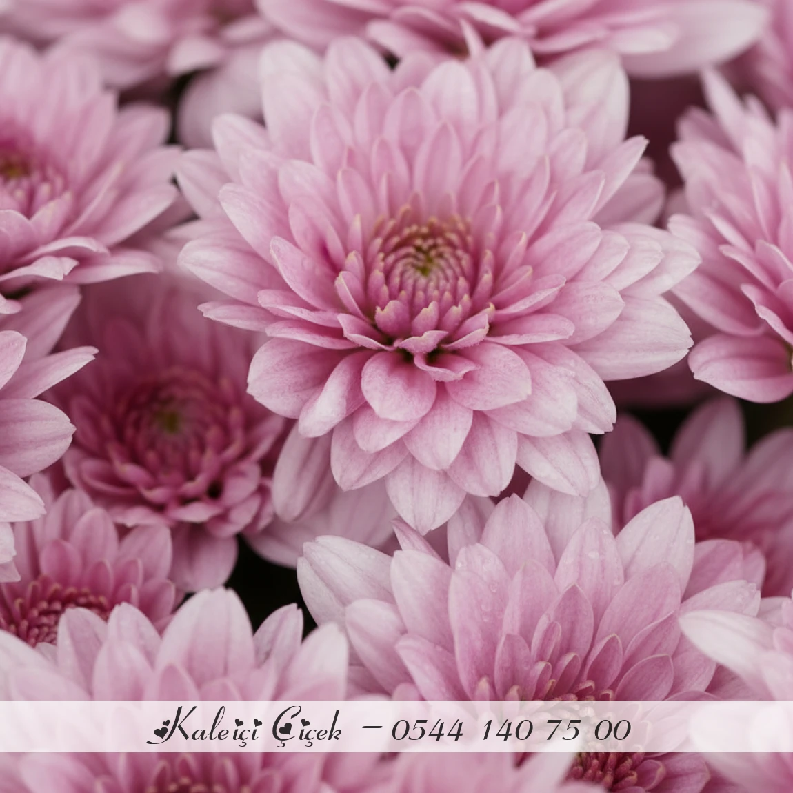 Pembe Krizantem Zarafeti