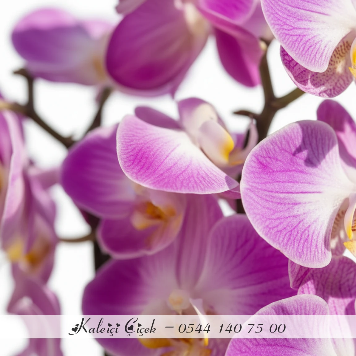 Çift Dallı Pembe Orkide