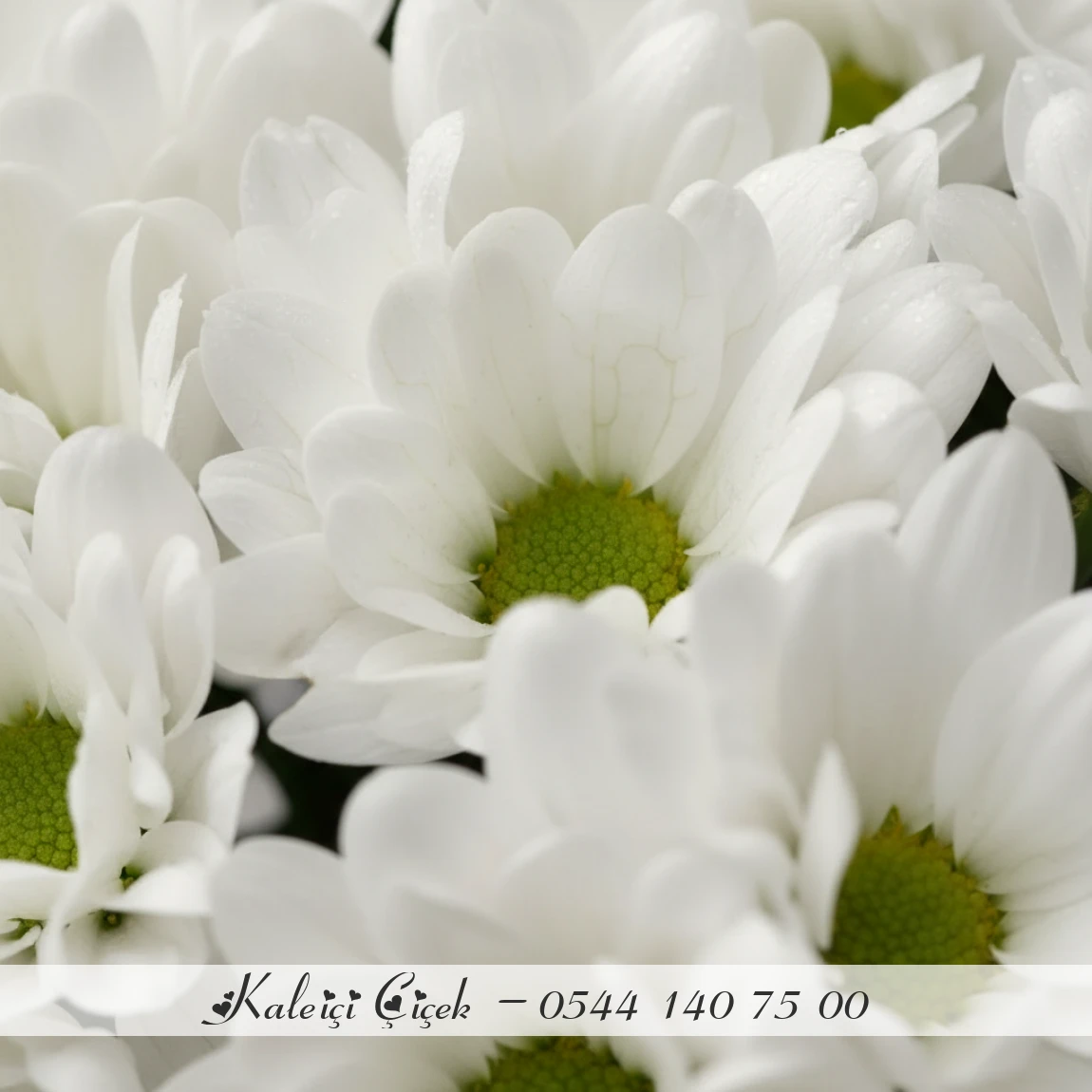 Saf Huzur Beyaz Papatya Buketi