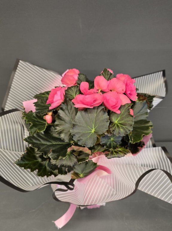 Açelya Saksıda Pembe İthal