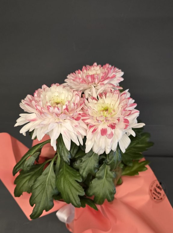 Saksıda İthal Anastasia Kırmızı