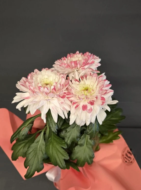 Saksıda İthal Anastasia Kırmızı