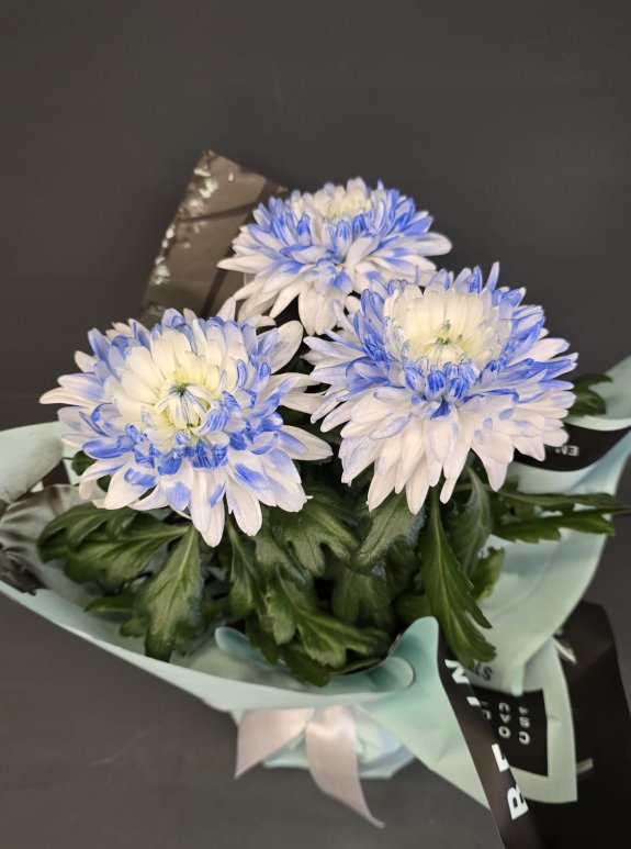 Saksıda İthal Anastasia Mavi