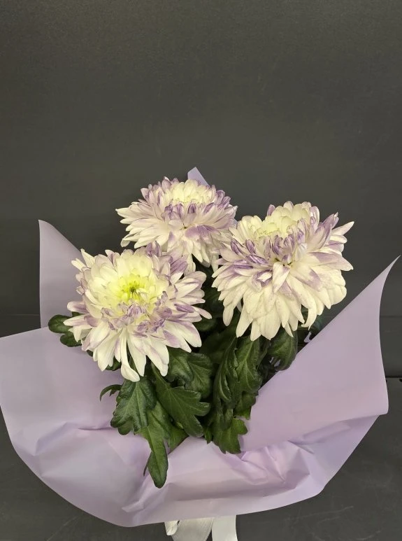 Saksıda İthal Anastasia Mor