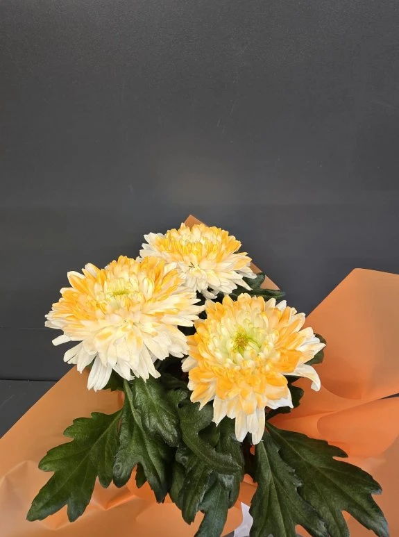 Saksıda İthal Anastasia Sarı