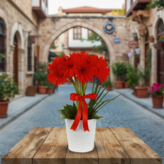 Saksıda Kırmızı Gerbera