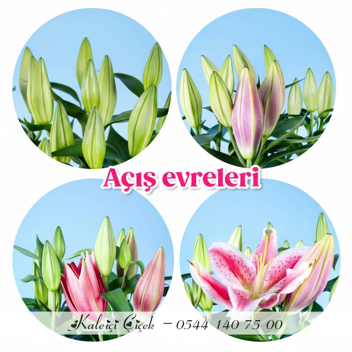 Pembe Lilyum Saksı Çiçeği