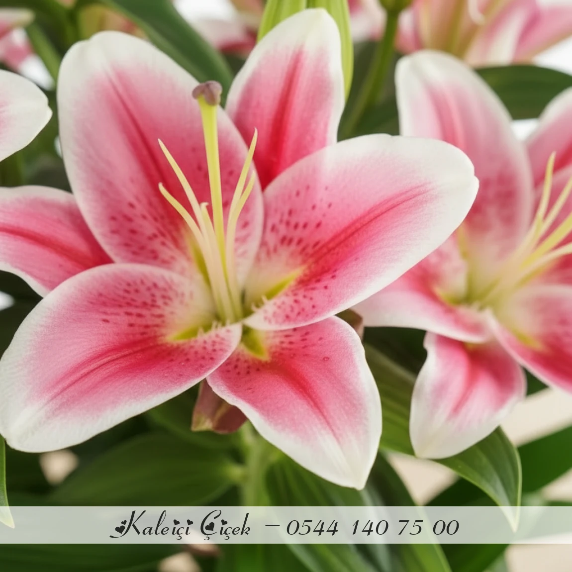 Pembe Lilyum Saksı Çiçeği