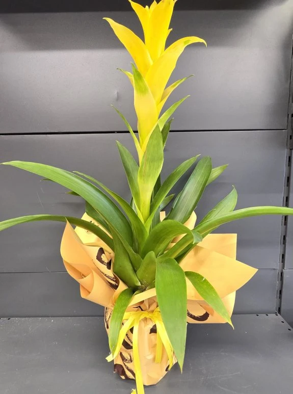 Sarı Guzmanya İthal Büyük Boy