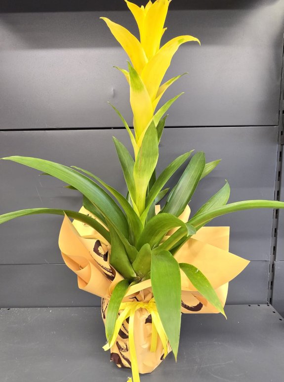 Sarı Guzmanya İthal Büyük Boy