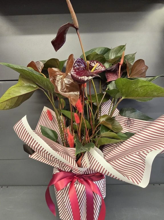 Siyah Büyük Antoryum İthal