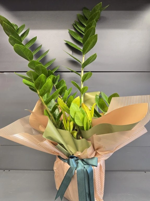 Zanio Zeze Bitkisi Büyük Bot Ithal