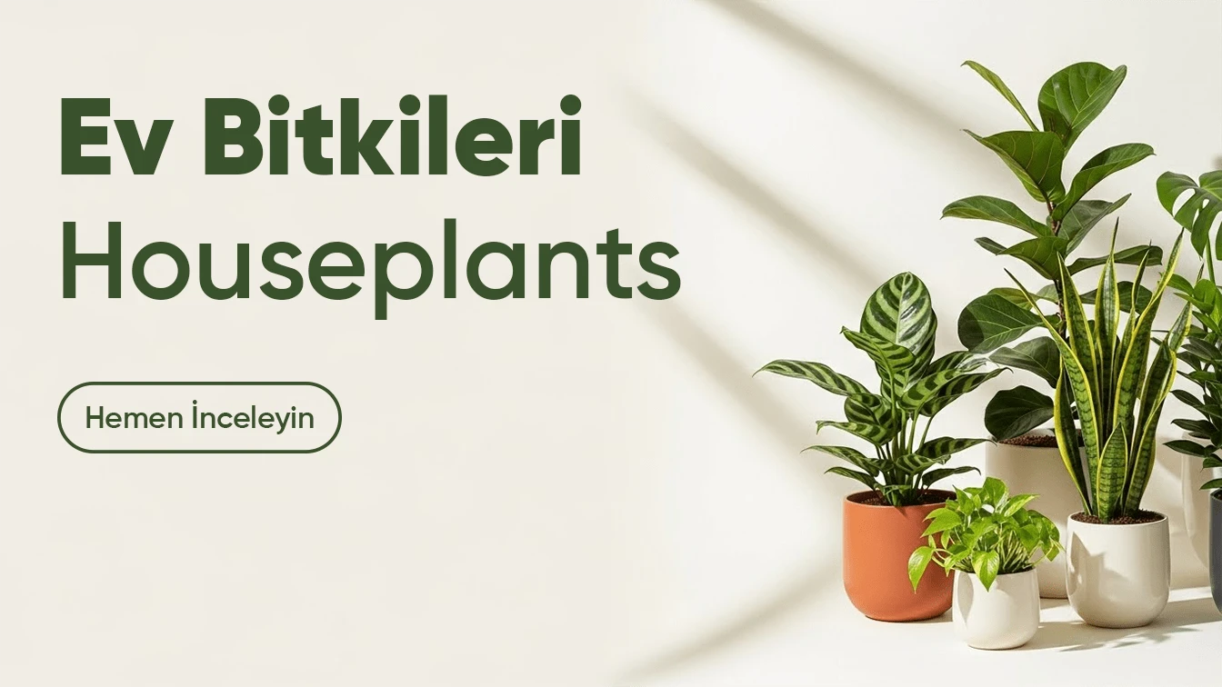 Sliders - Kaleiçi Çiçek